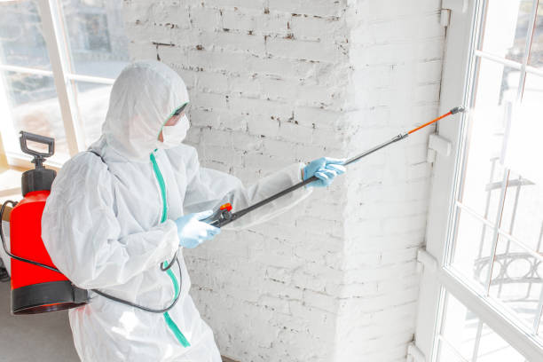 Why You Should Choose Our Mold Remediation Services in Gray Summit, MO