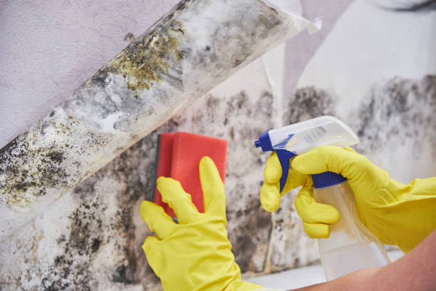 Best Asbestos and Lead Testing During Mold Inspection in Gray Summit, MO